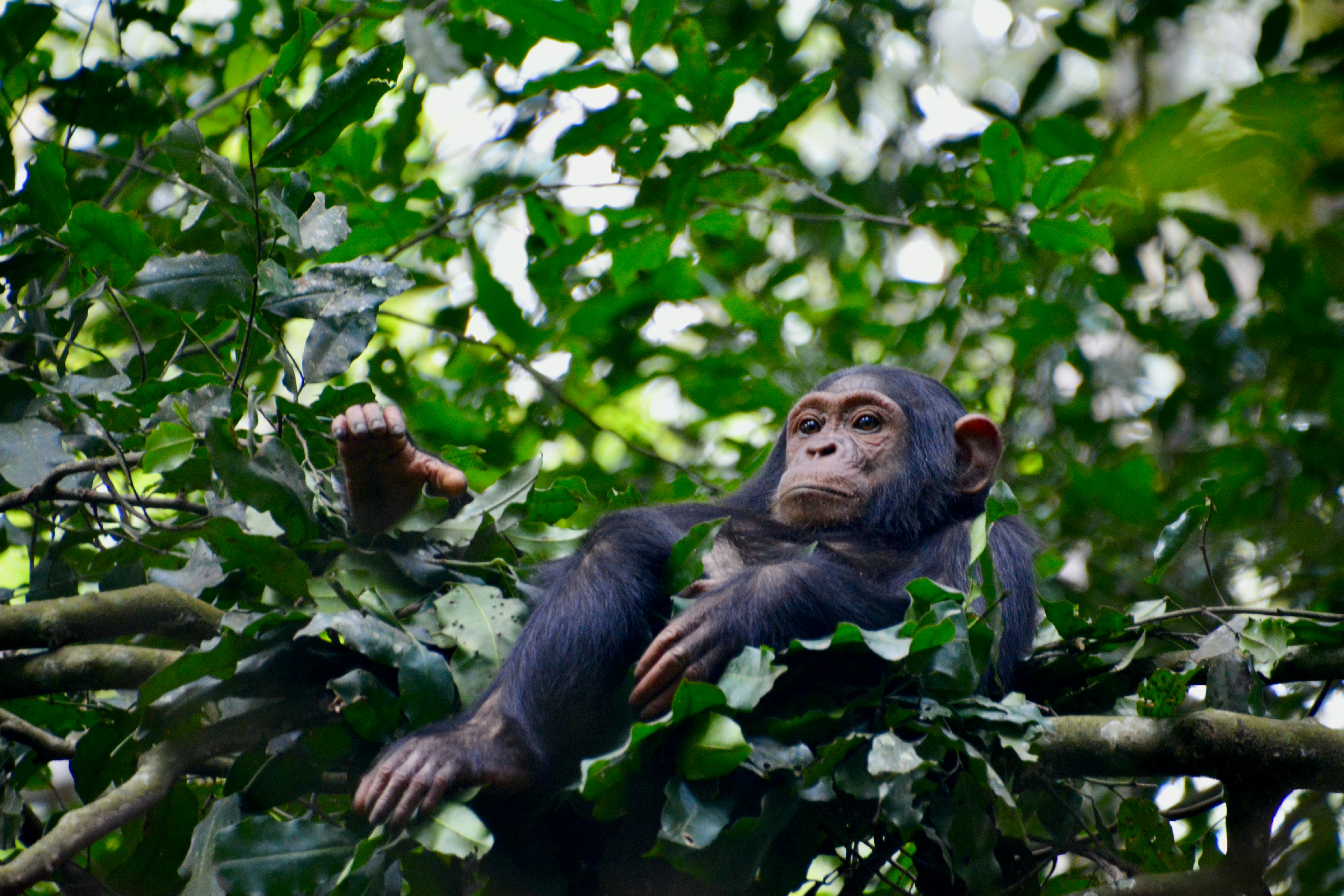 Chimpanzee Trekking in Kibale