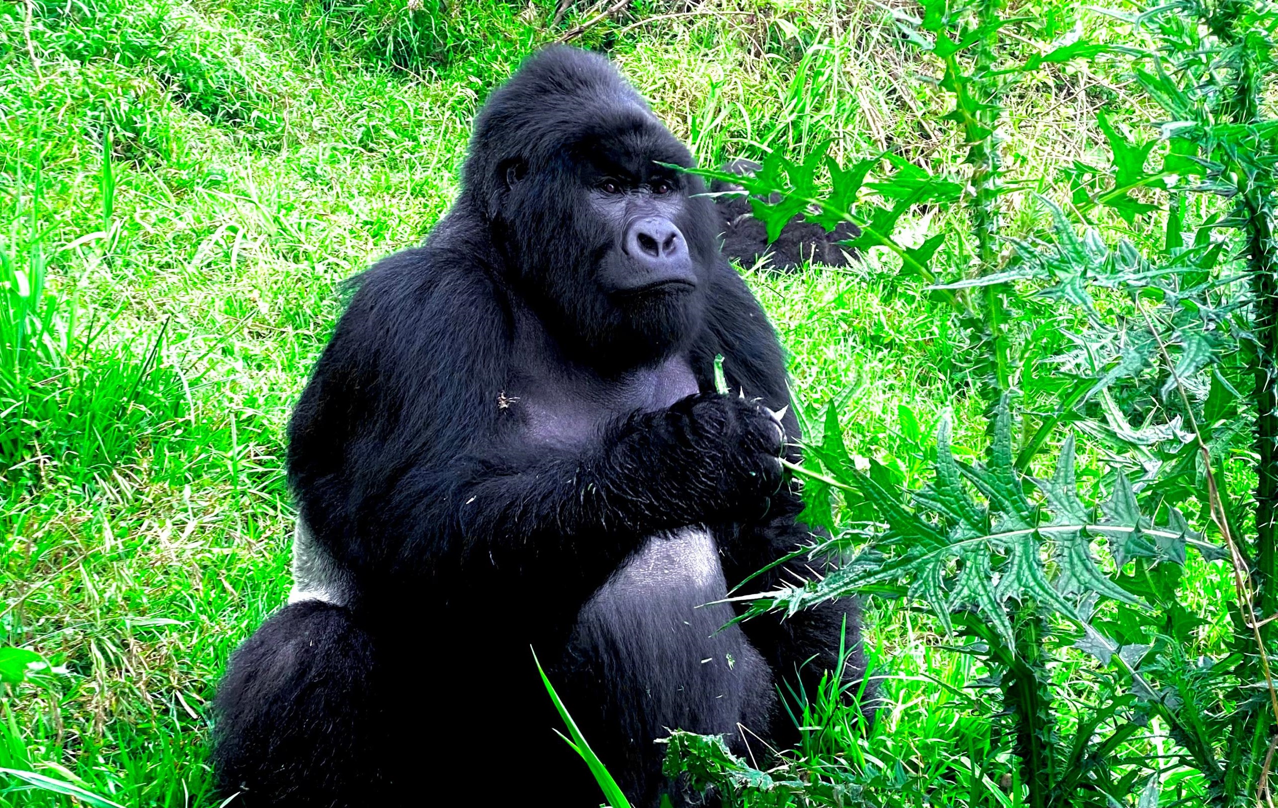 Mountain Gorilla Trekking