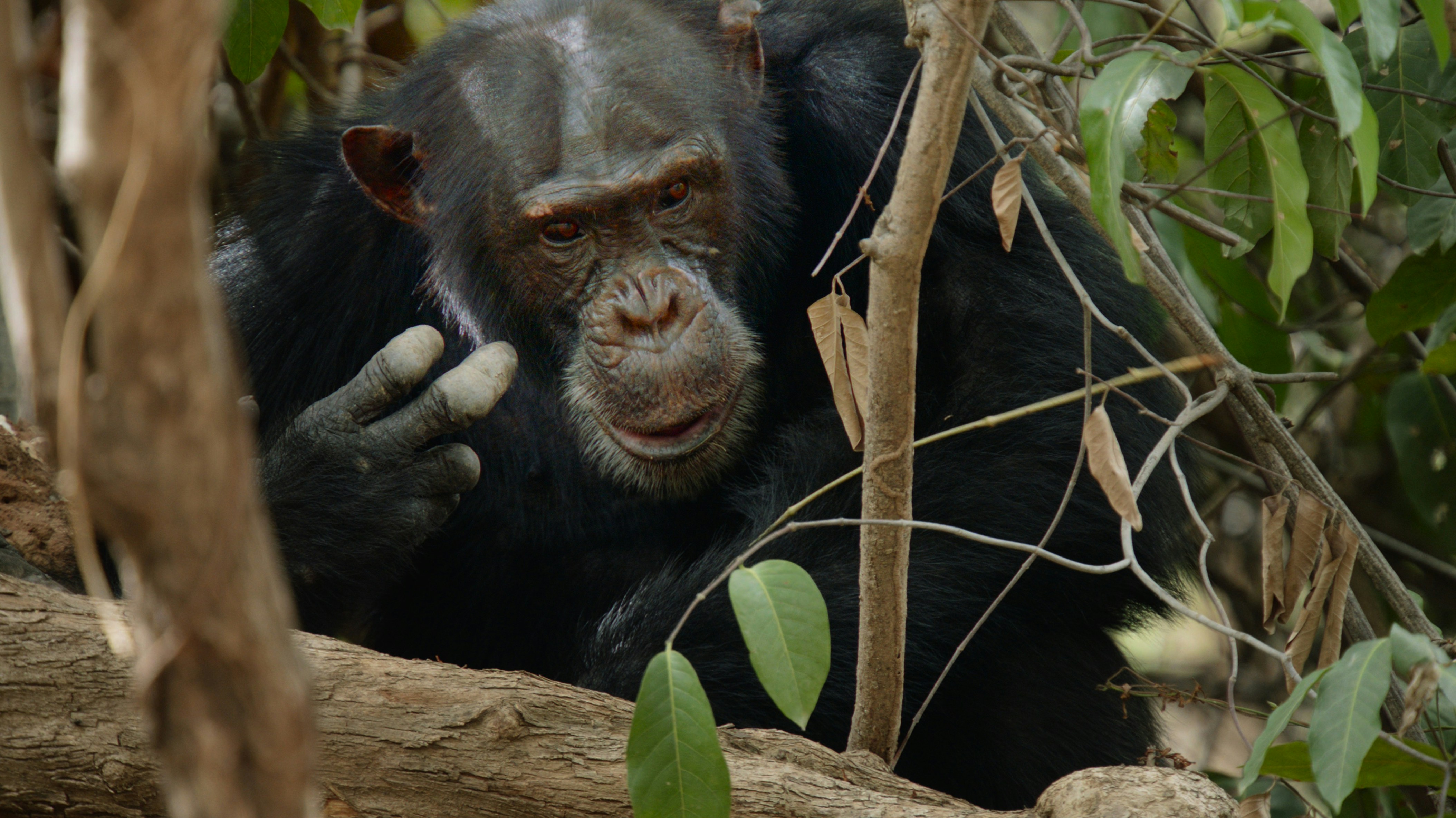 Kibale Chimpanzee Habituation