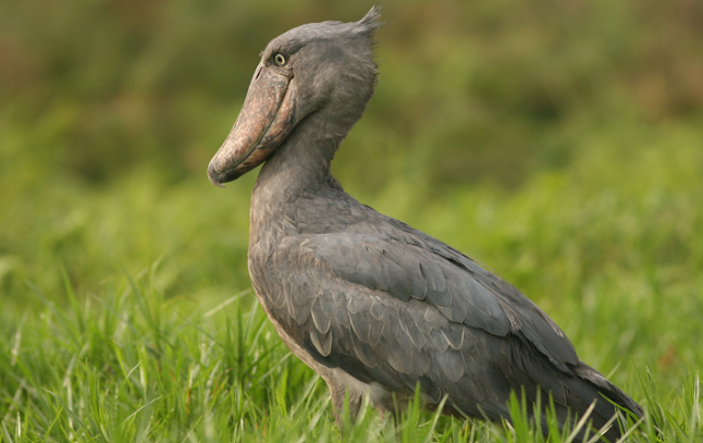 Mabamba Swamp Shoebill Tour